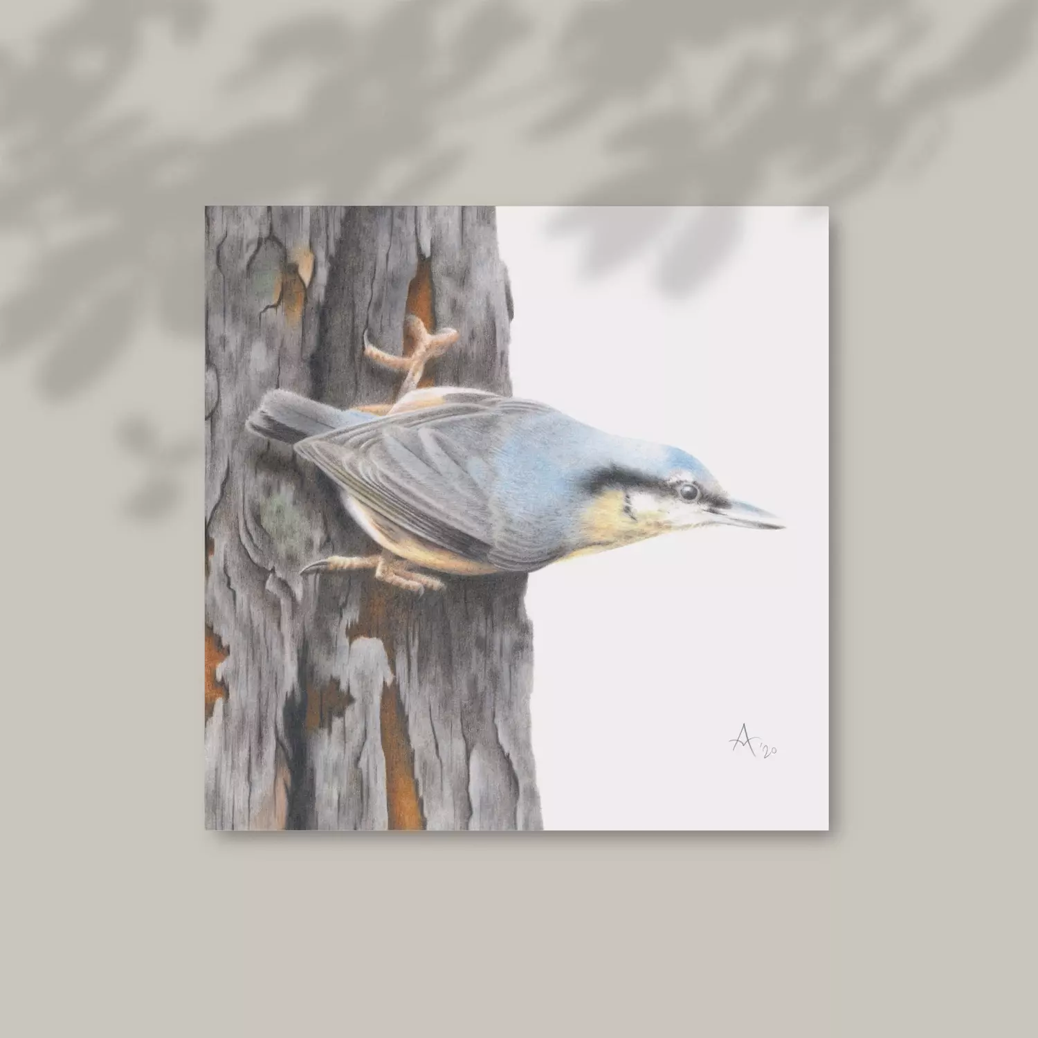 Nuthatch Greetings Card